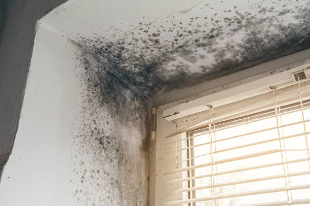 Affordable Mold Remediation solutions in Castleton, VA